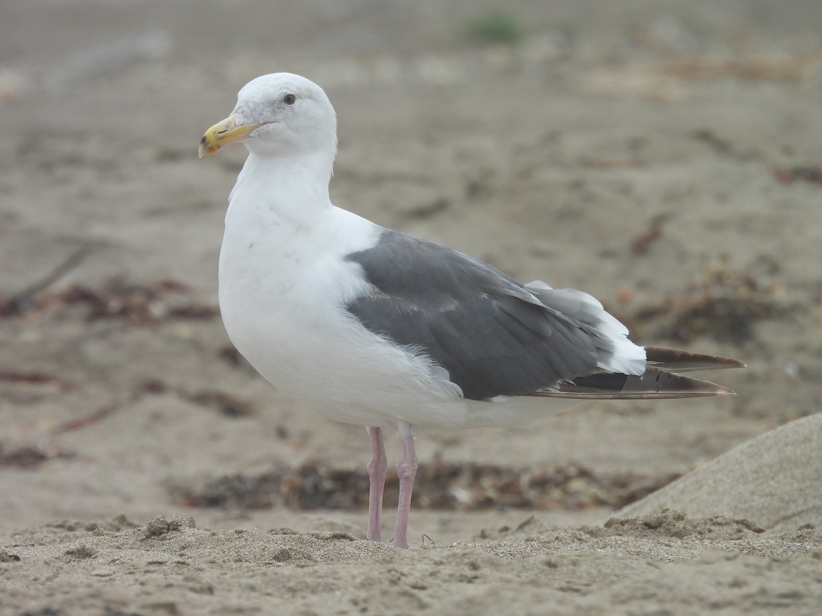Western Gull - ML639642564