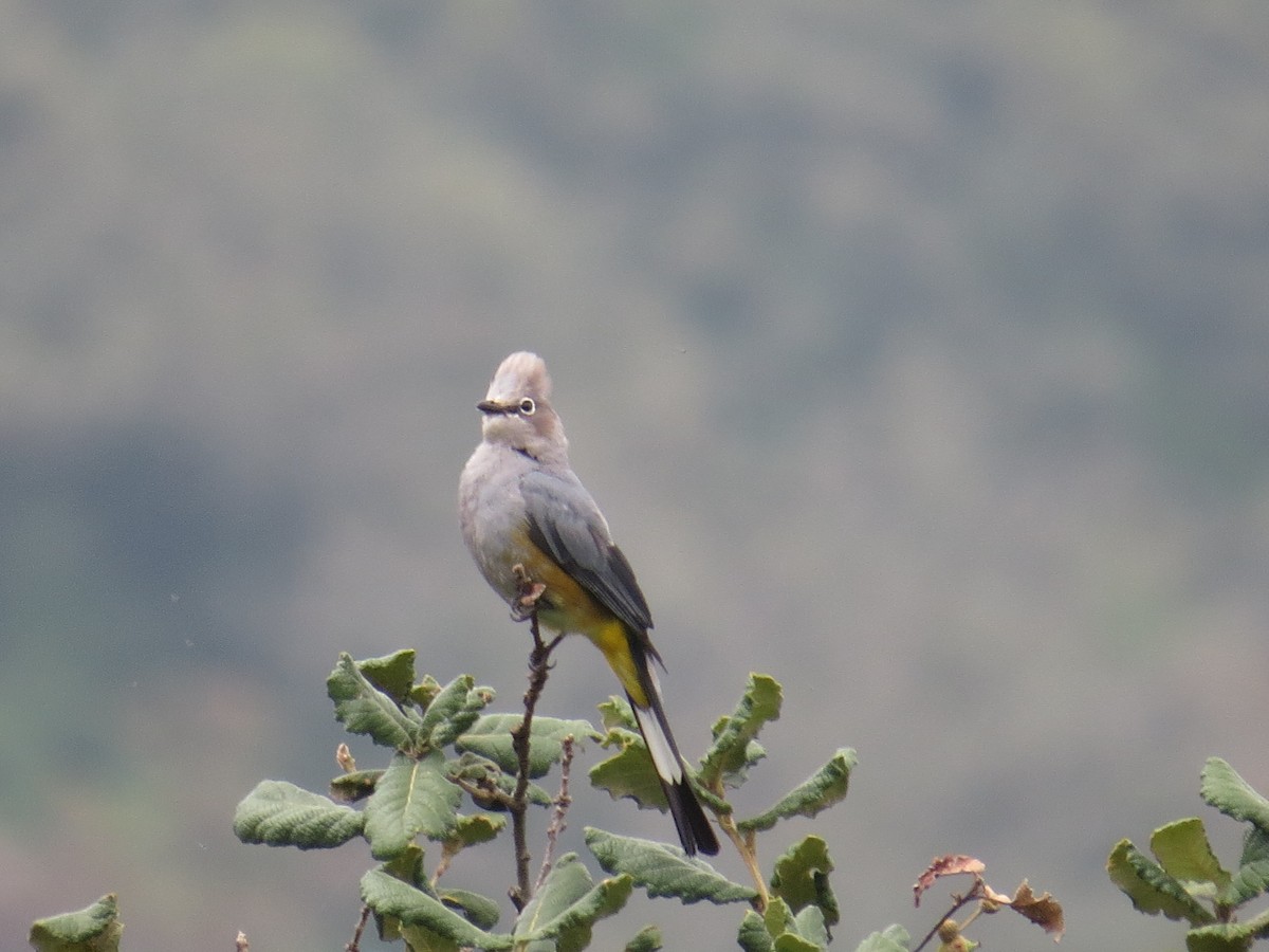 Gray Silky-flycatcher - ML639642592