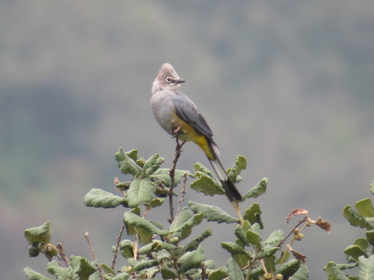 Gray Silky-flycatcher - ML639642593