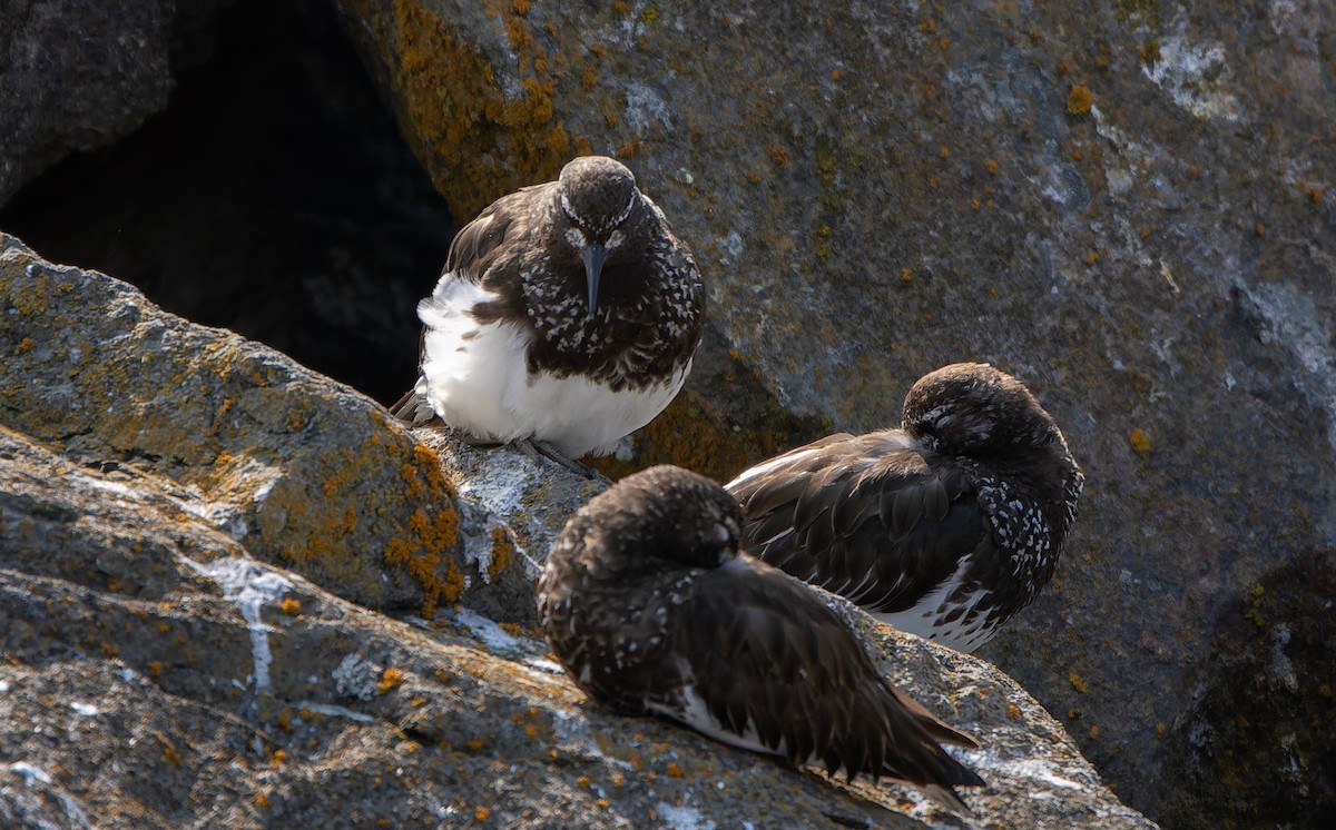 Black Turnstone - ML639642623