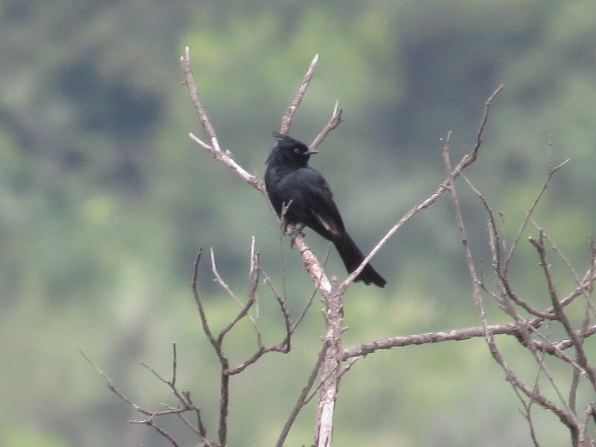 Phainopepla - ML639642628