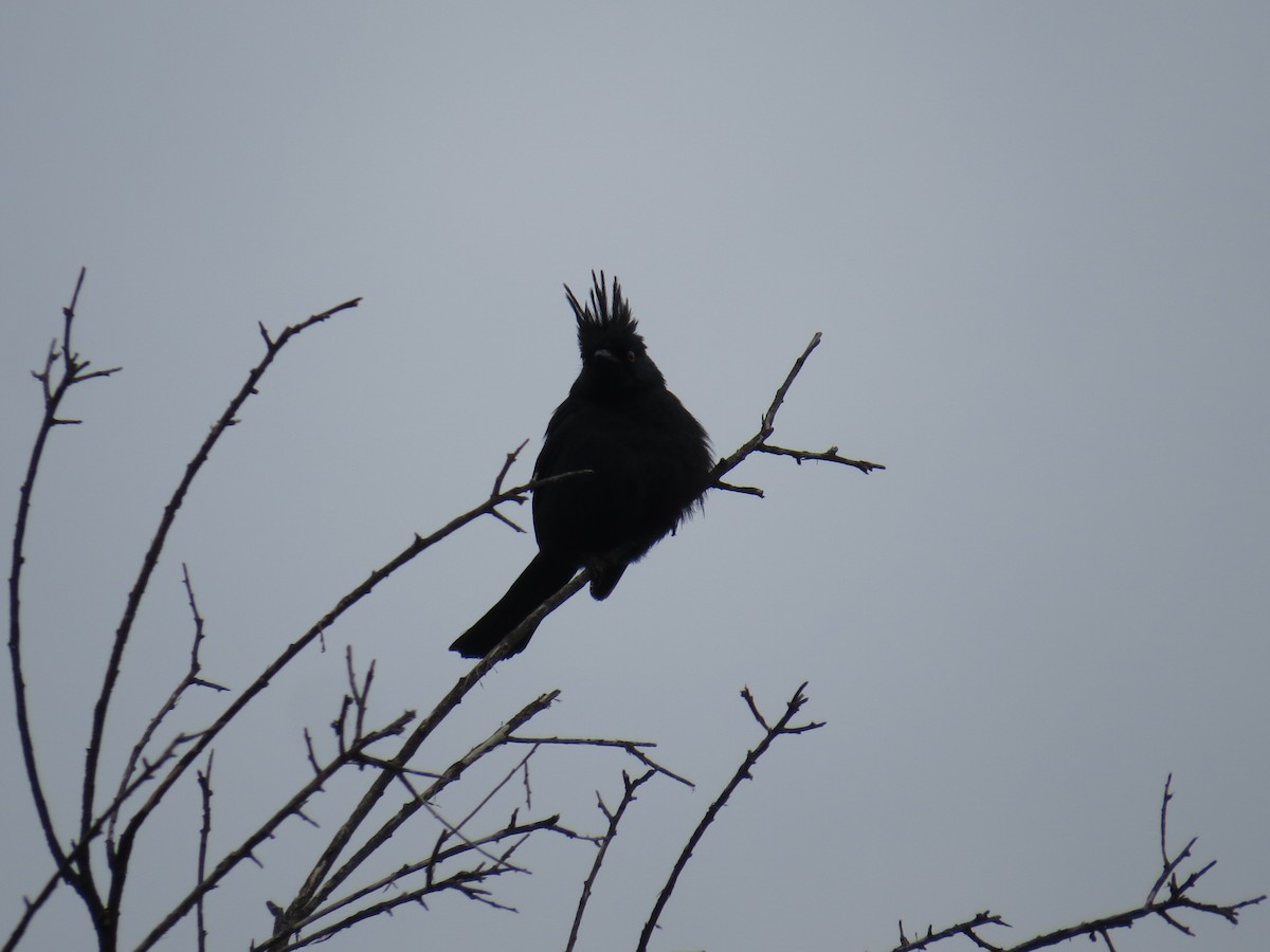 Phainopepla - ML639642629