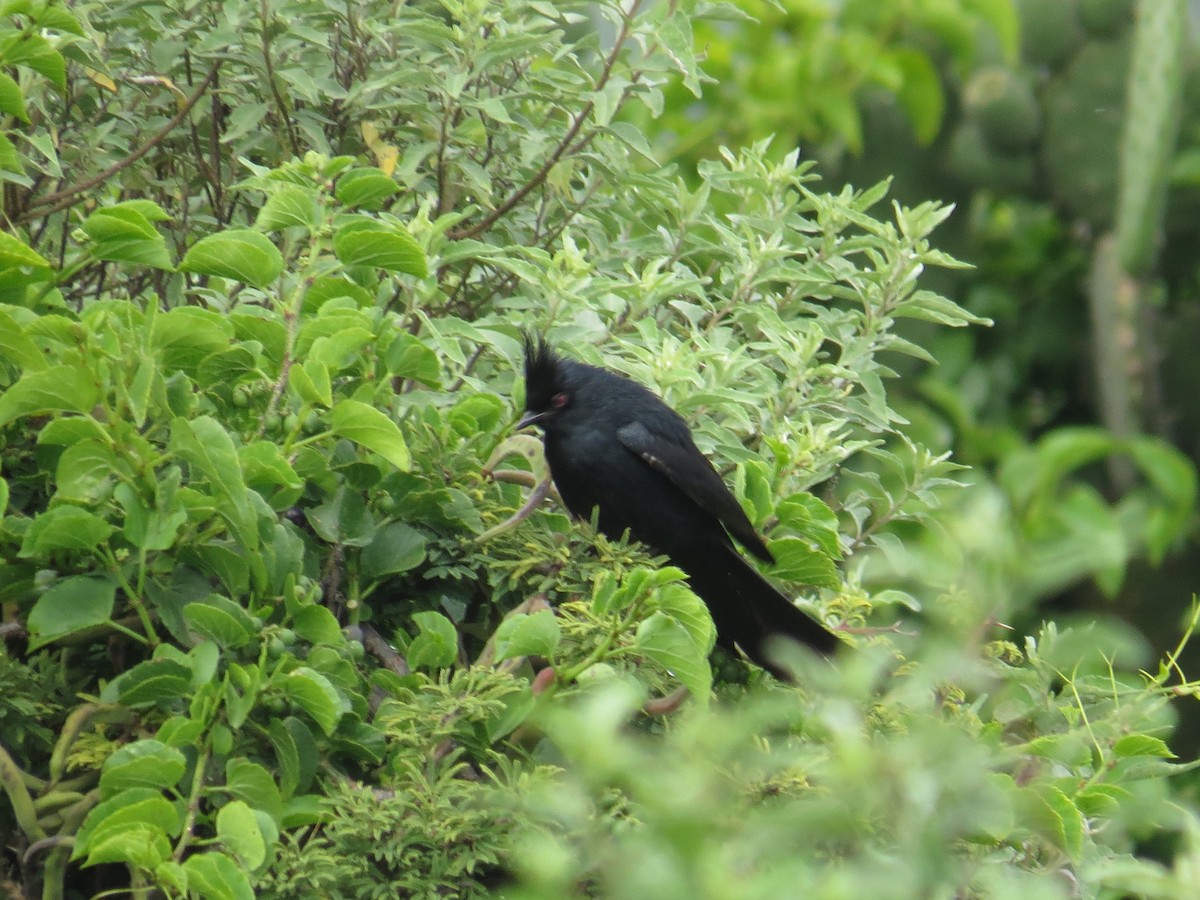 Phainopepla - ML639642630