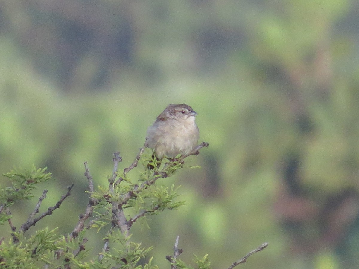 Botteri's Sparrow - ML639642649