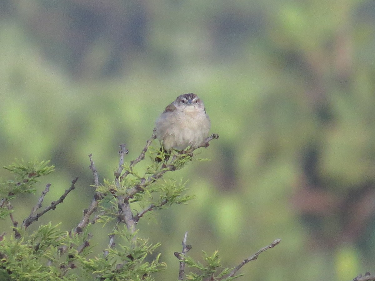 Botteri's Sparrow - ML639642651