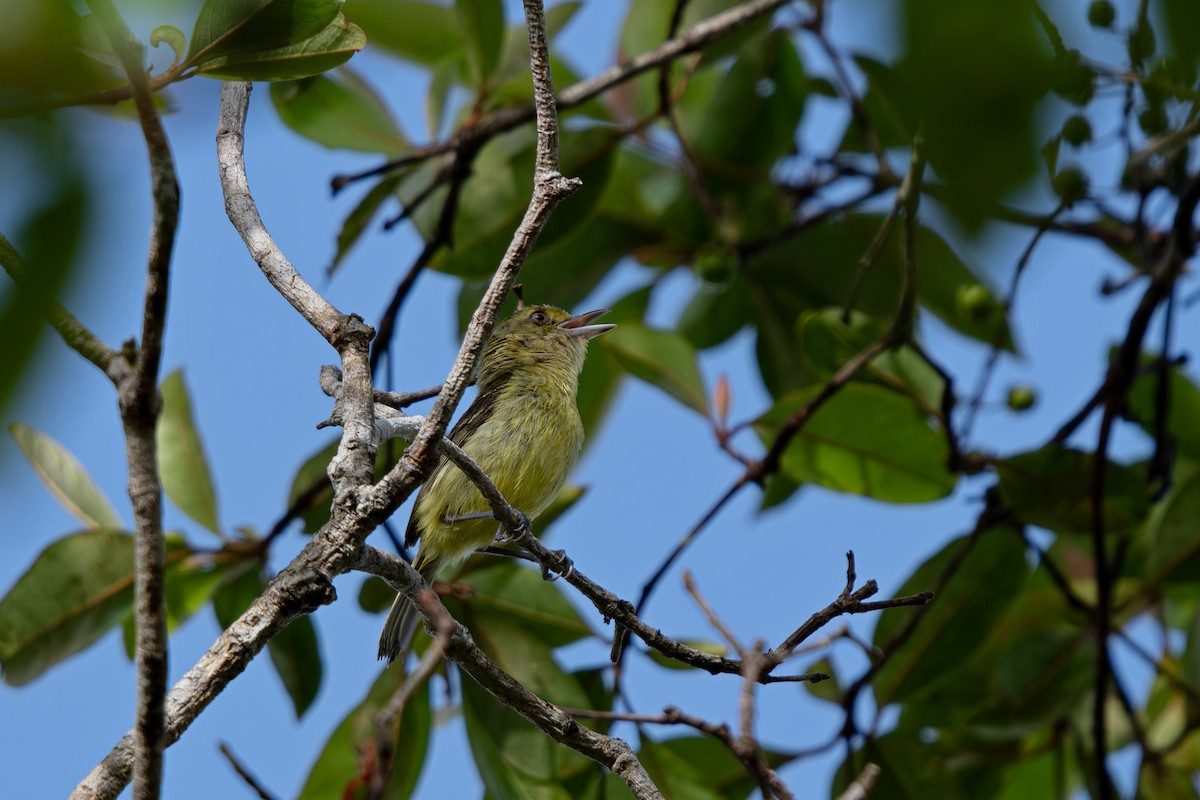 Mangrove Vireo - ML639642653