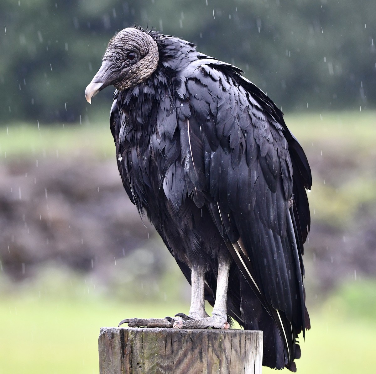 Black Vulture - ML639642657
