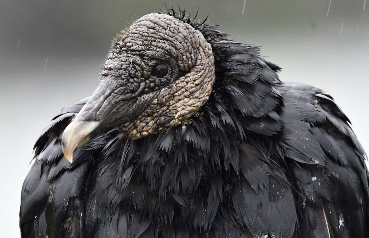Black Vulture - ML639642658