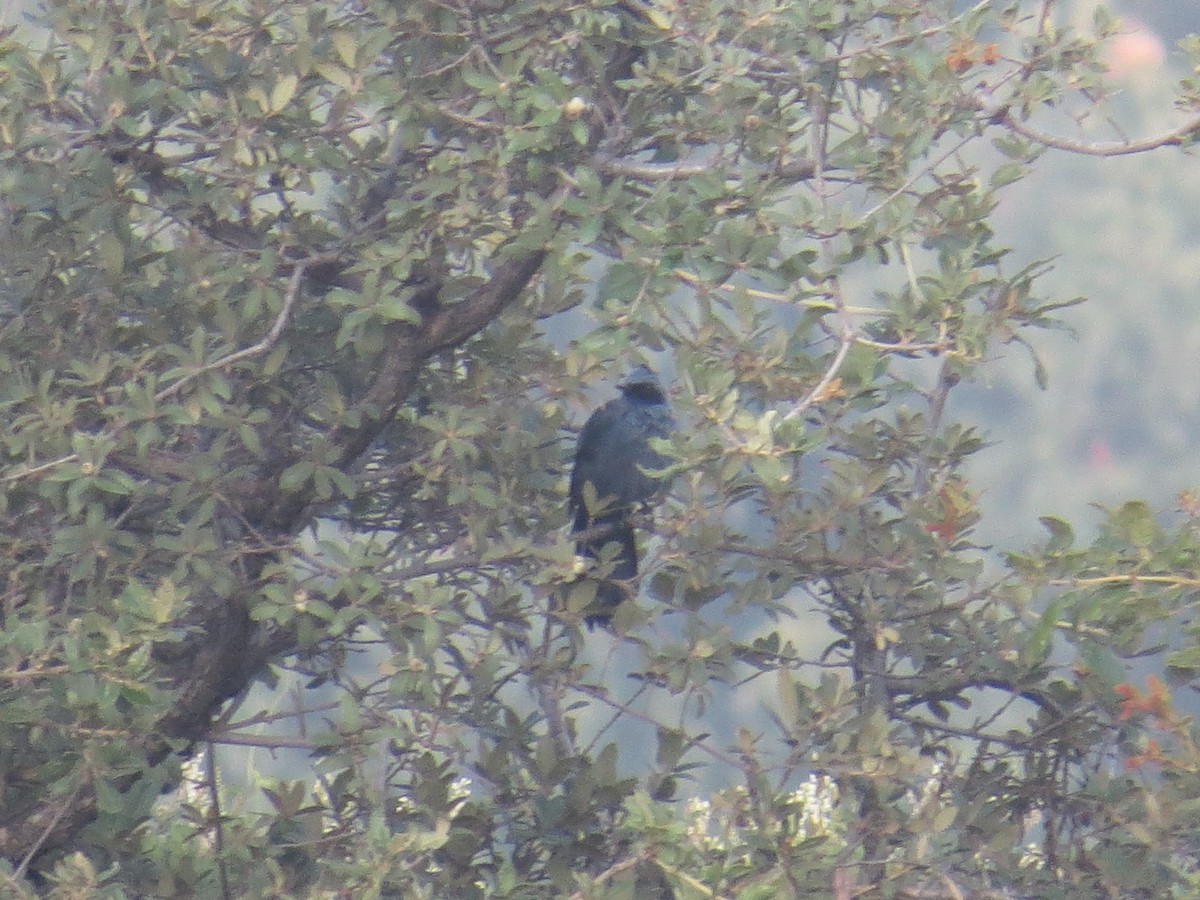 Blue Mockingbird - ML639642671