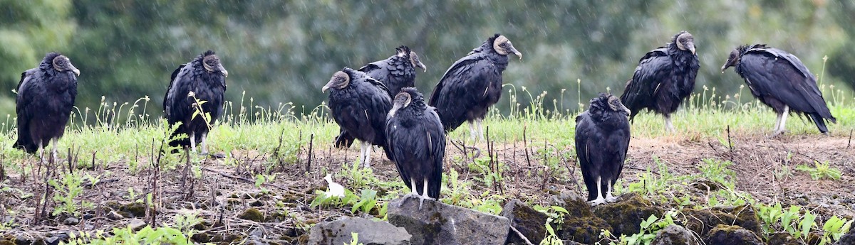 Black Vulture - ML639642672