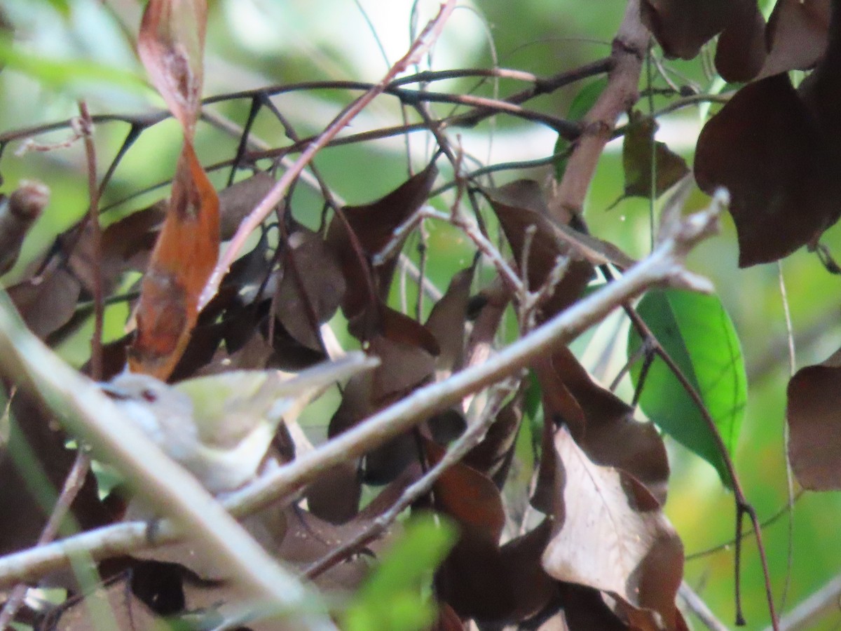 Green-backed Gerygone - ML639642673