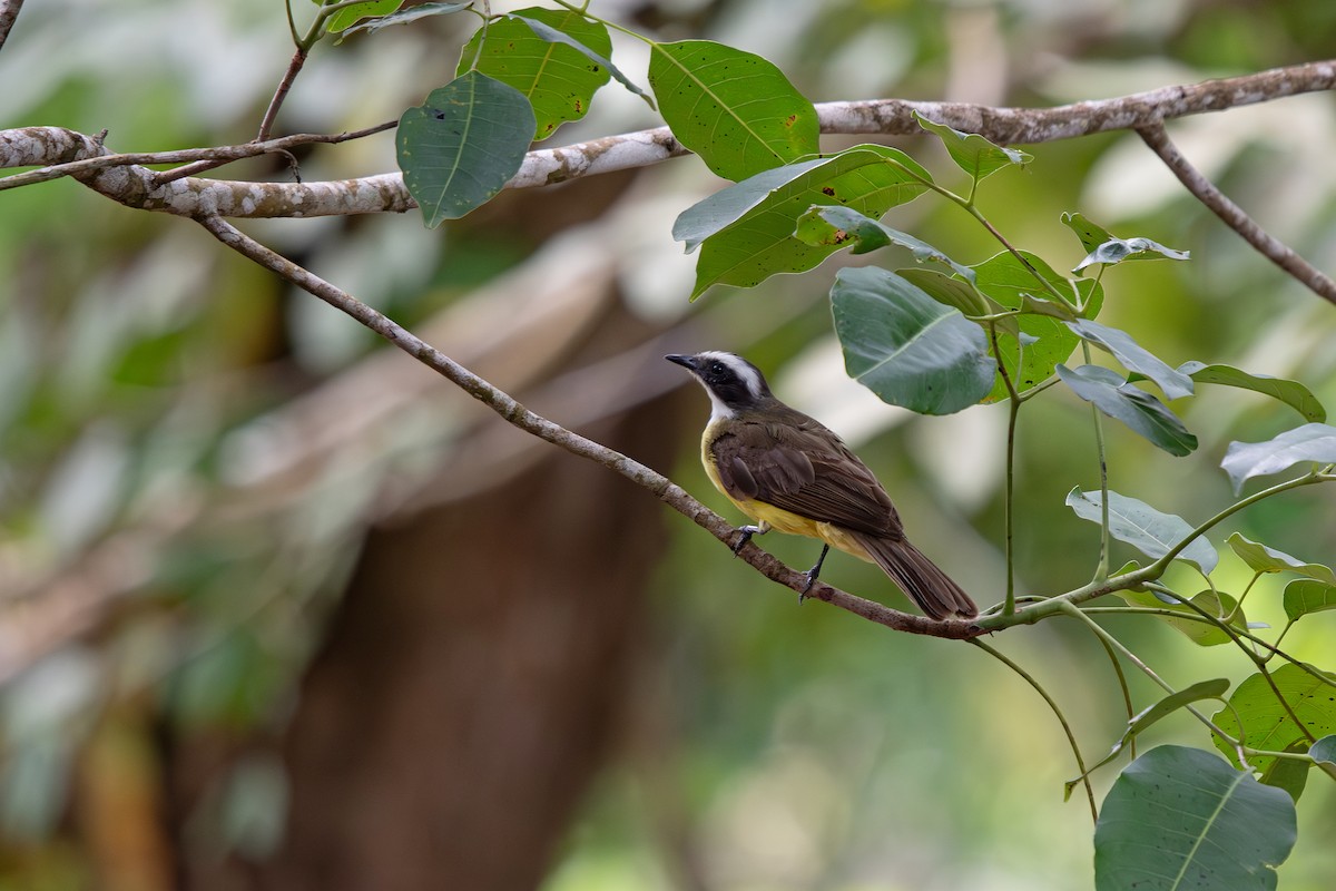 Social Flycatcher - ML639642702