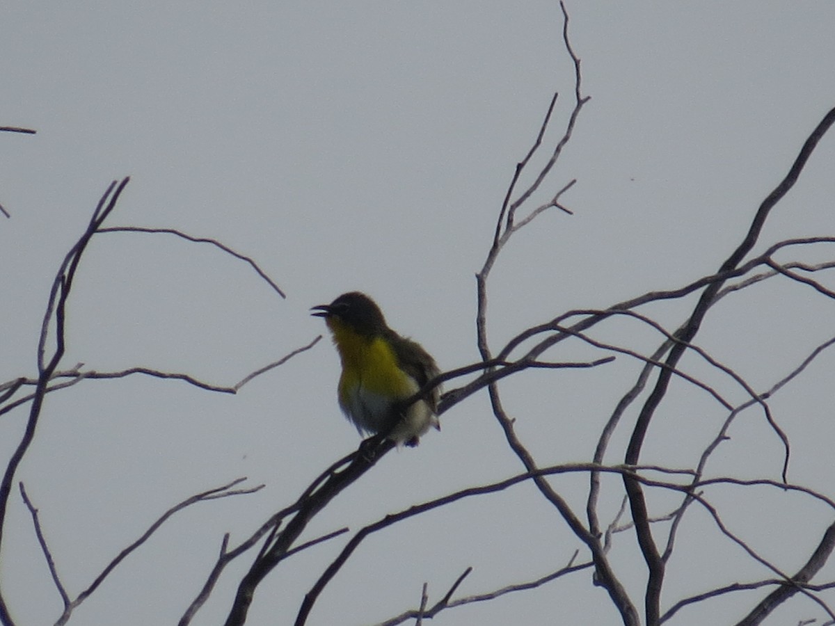 Yellow-breasted Chat - ML639642713