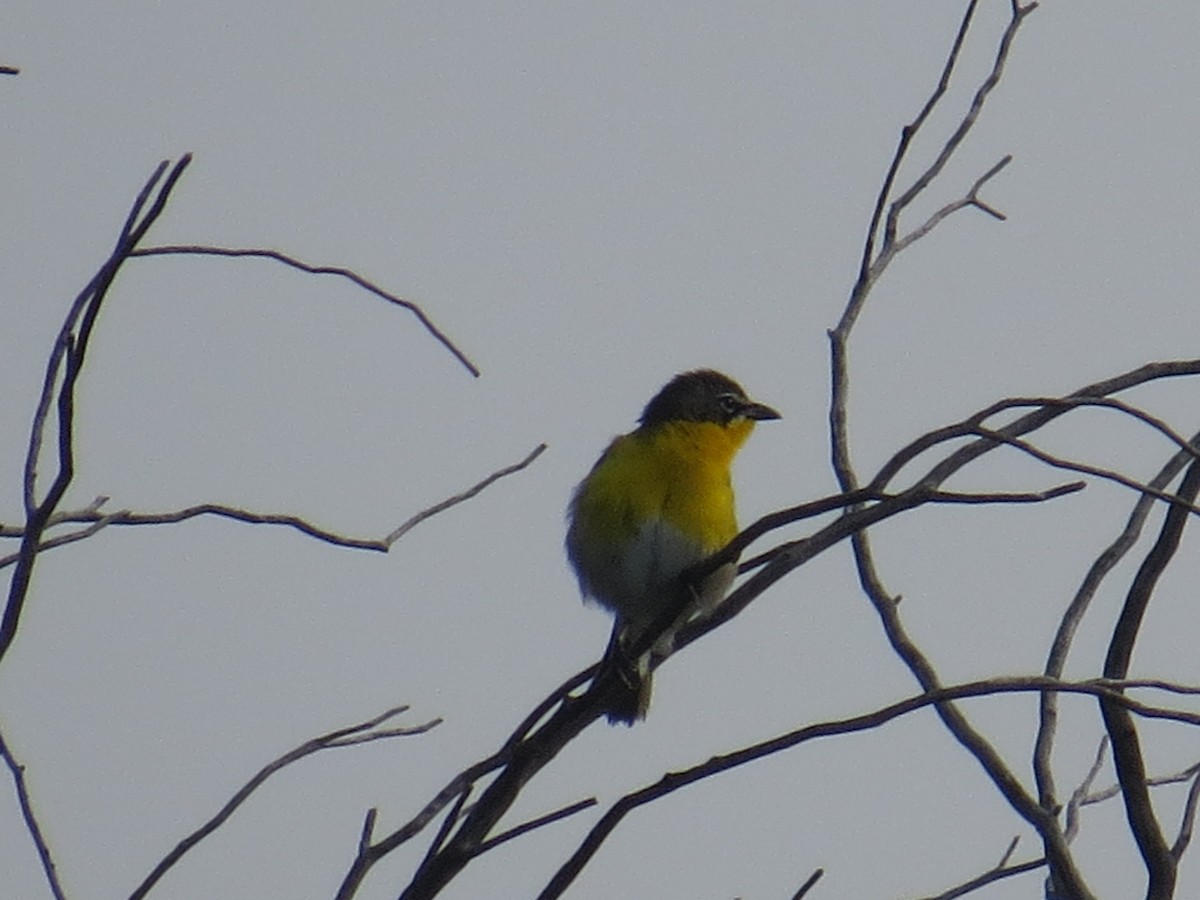 Yellow-breasted Chat - ML639642714