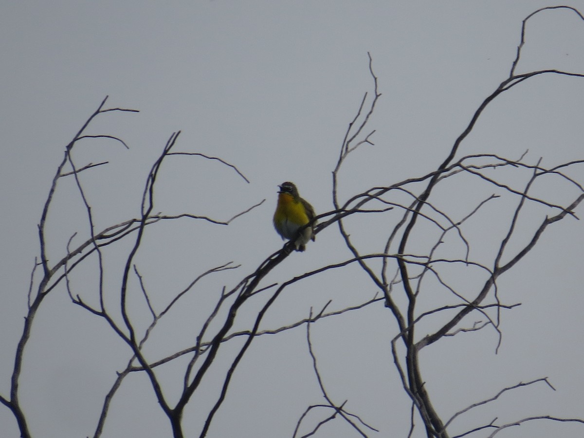 Yellow-breasted Chat - ML639642715