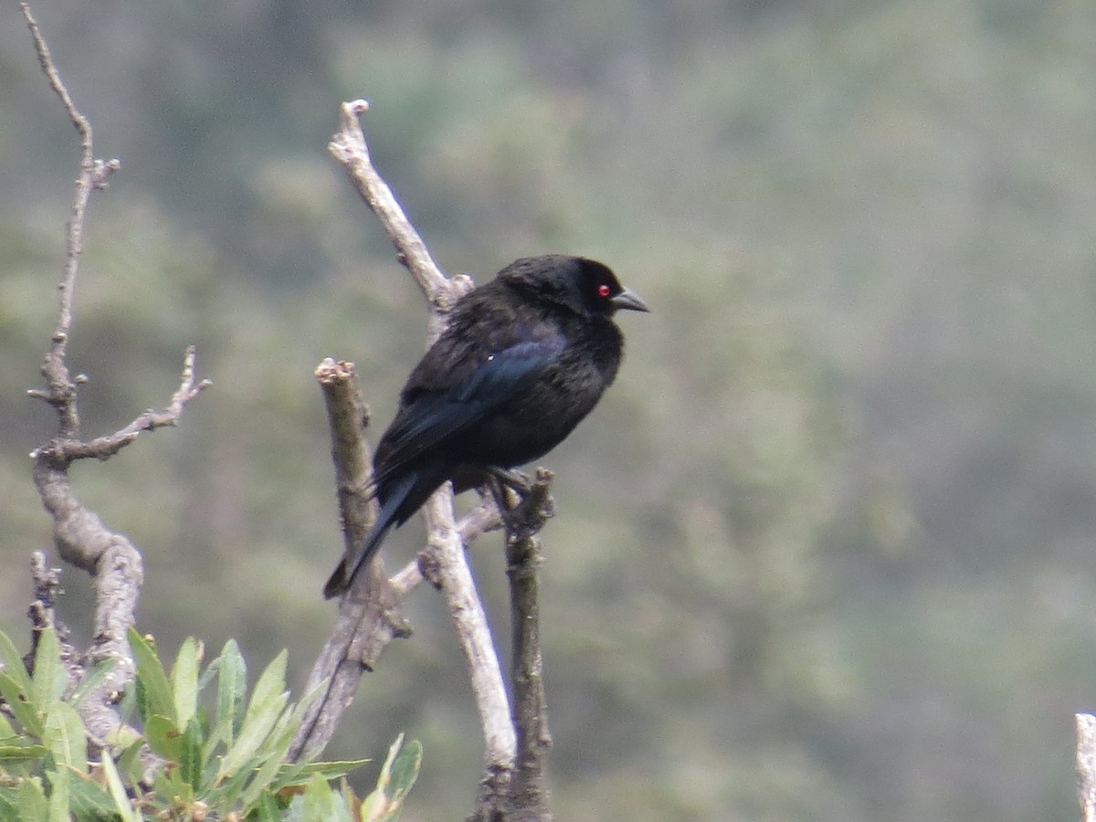 Bronzed Cowbird - ML639642753