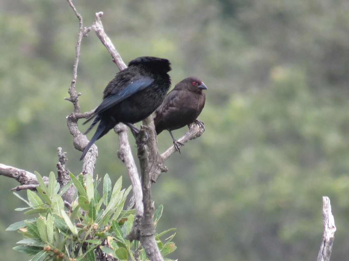 Bronzed Cowbird - ML639642754