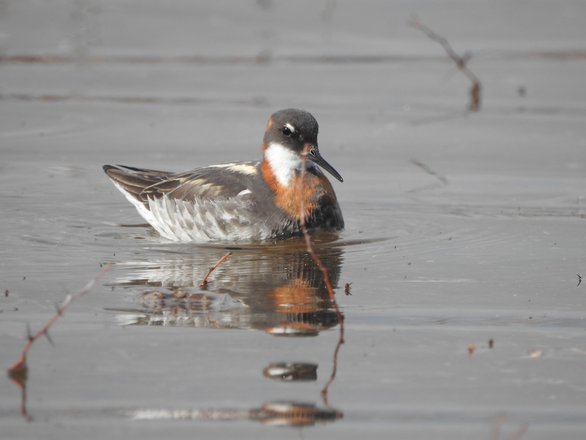 Red-necked Phalarope - ML639642770