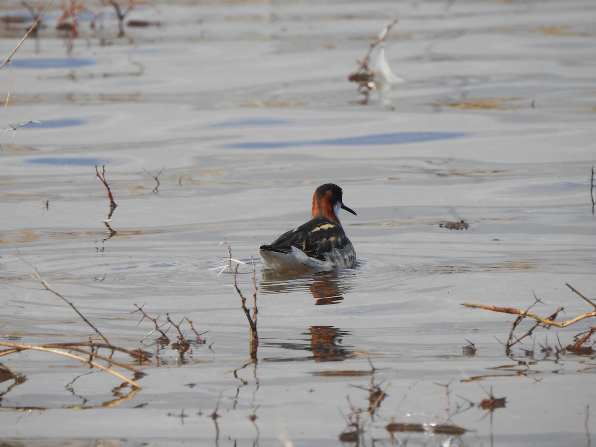 Red-necked Phalarope - ML639642771