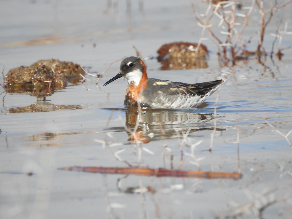 Red-necked Phalarope - ML639642772