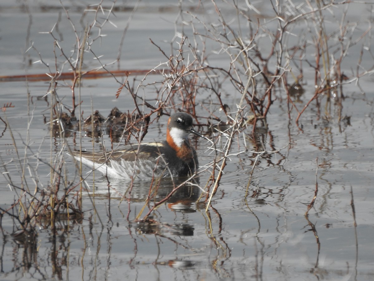 Red-necked Phalarope - ML639642773