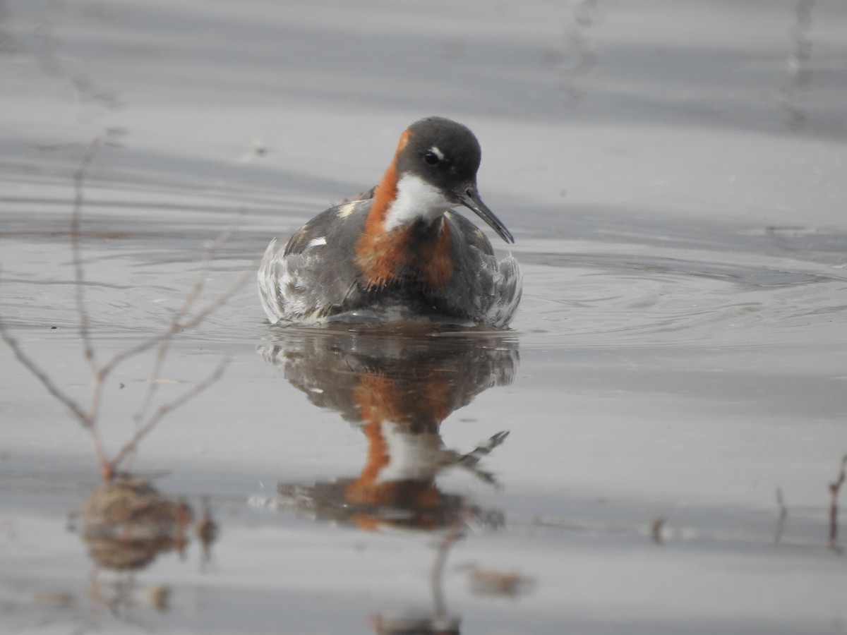 Red-necked Phalarope - ML639642774