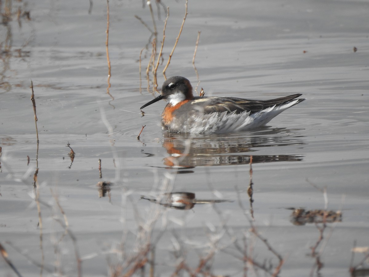 Red-necked Phalarope - ML639642775
