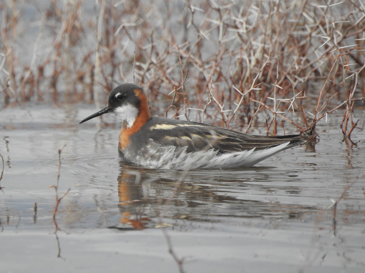Red-necked Phalarope - ML639642776
