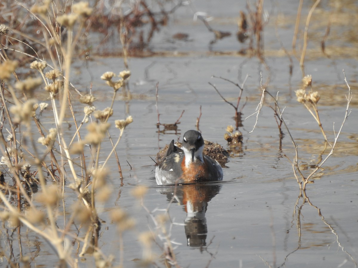 Red-necked Phalarope - ML639642778