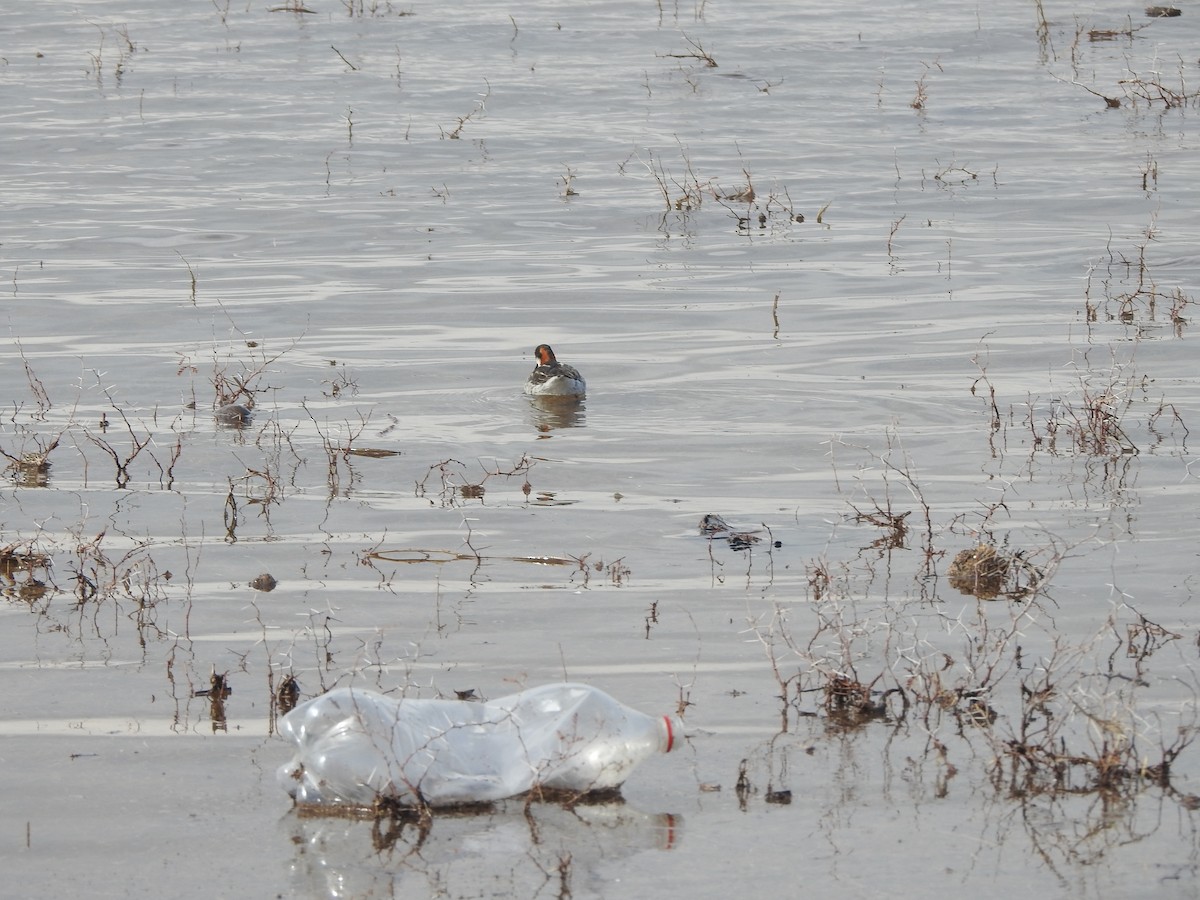 Red-necked Phalarope - ML639642780