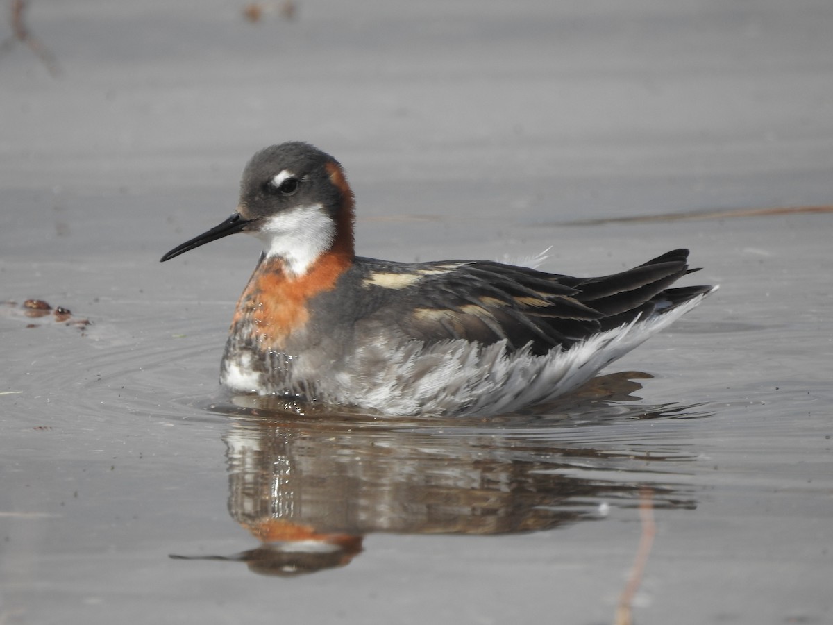 Red-necked Phalarope - ML639642781