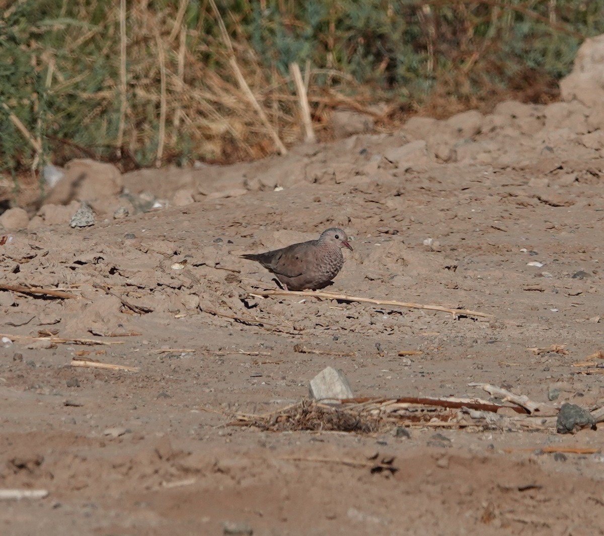 Common Ground Dove - ML639642786