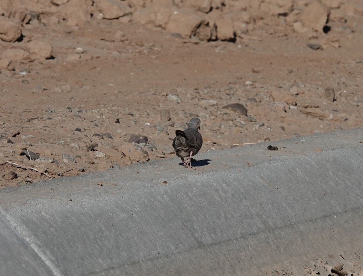 Common Ground Dove - ML639642787