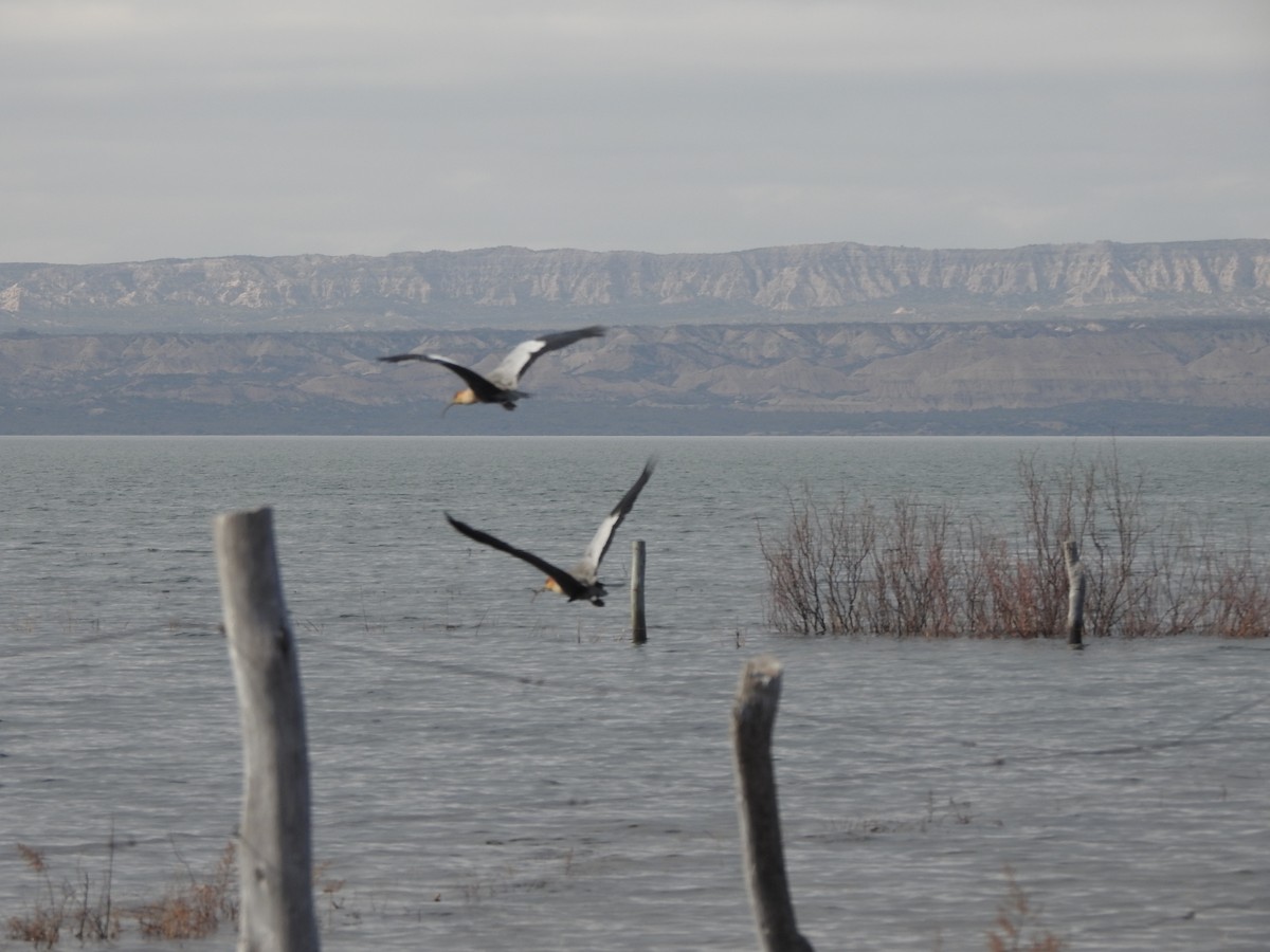 Black-faced Ibis - ML639642790