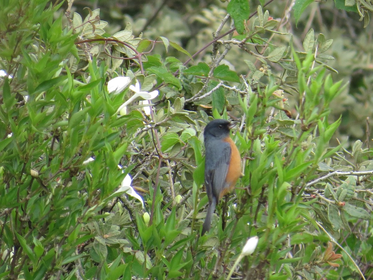 Cinnamon-bellied Flowerpiercer - ML639642816