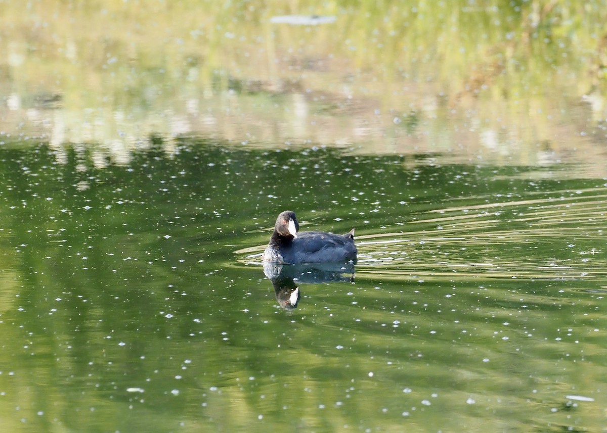 American Coot - ML639642879