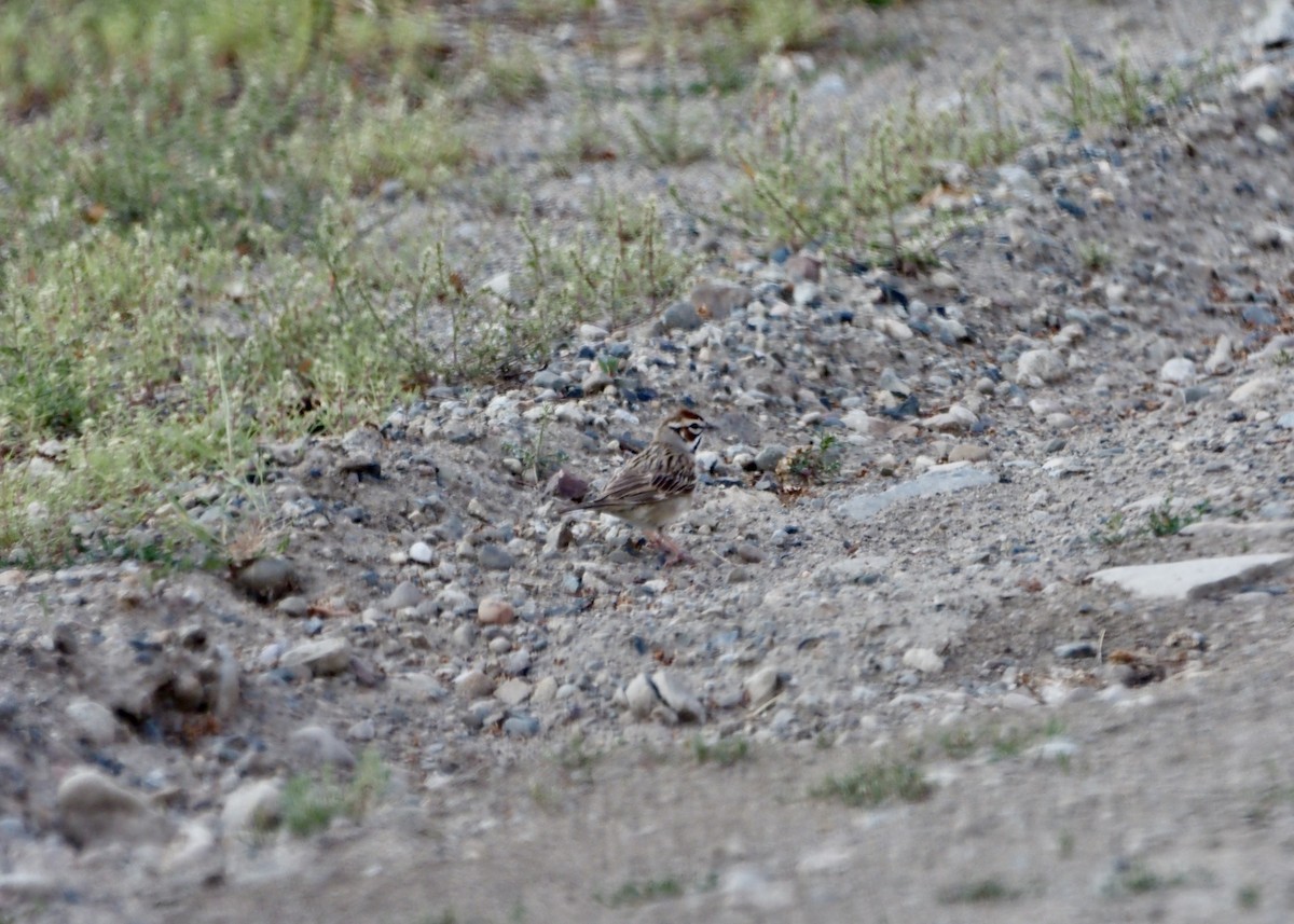 Lark Sparrow - ML639642889