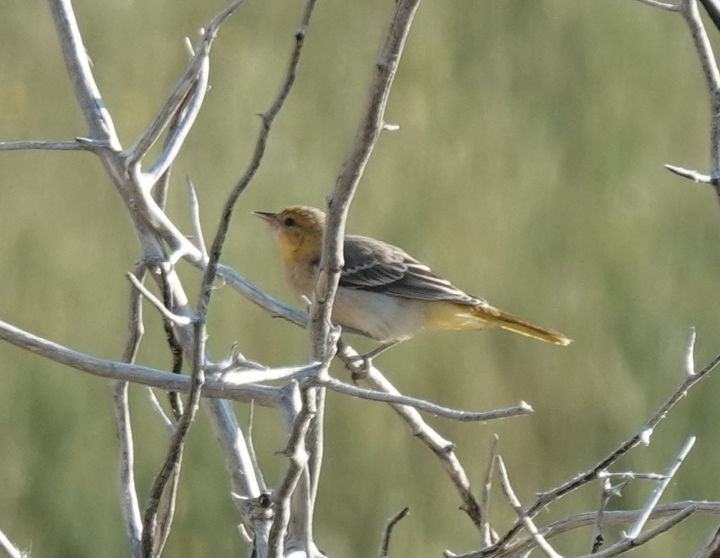 Bullock Turpiyalı - ML639642916