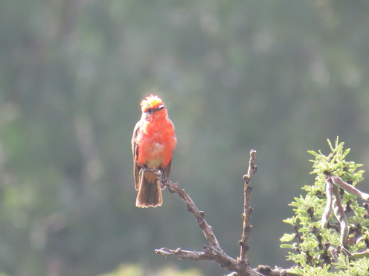 Vermilion Flycatcher - ML639642934