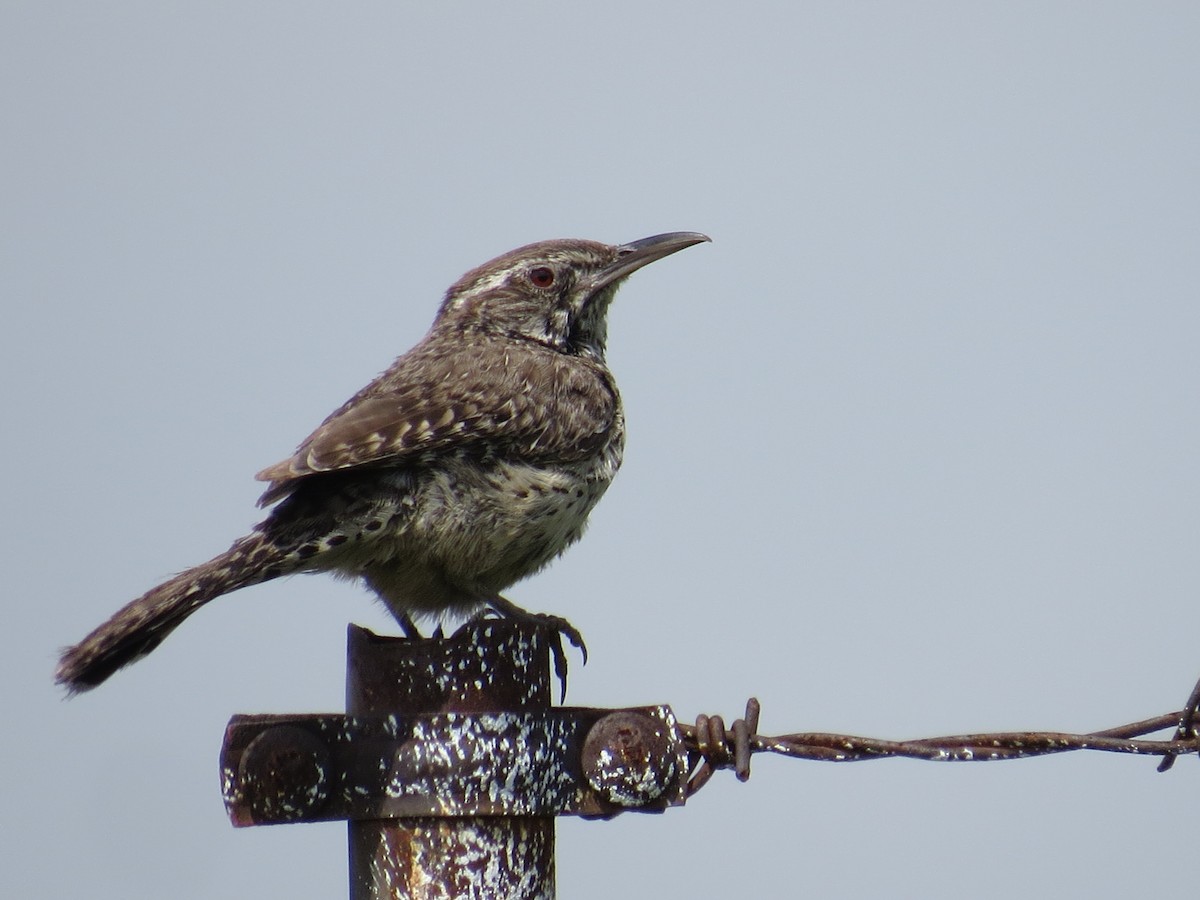 Cactus Wren - ML639643022