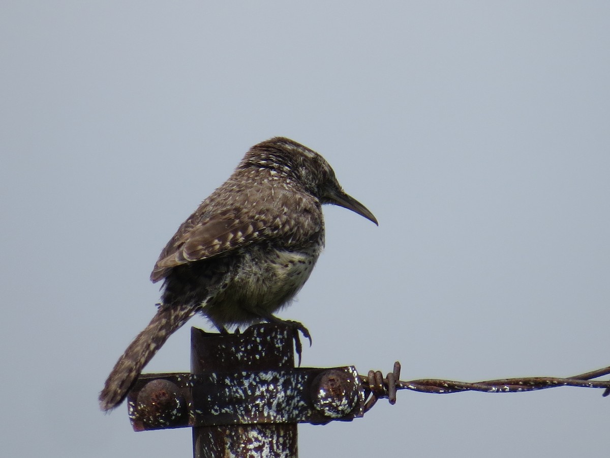 Cactus Wren - ML639643037