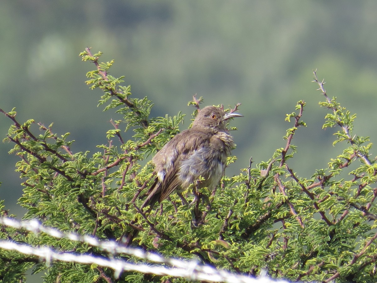 Curve-billed Thrasher - ML639643063