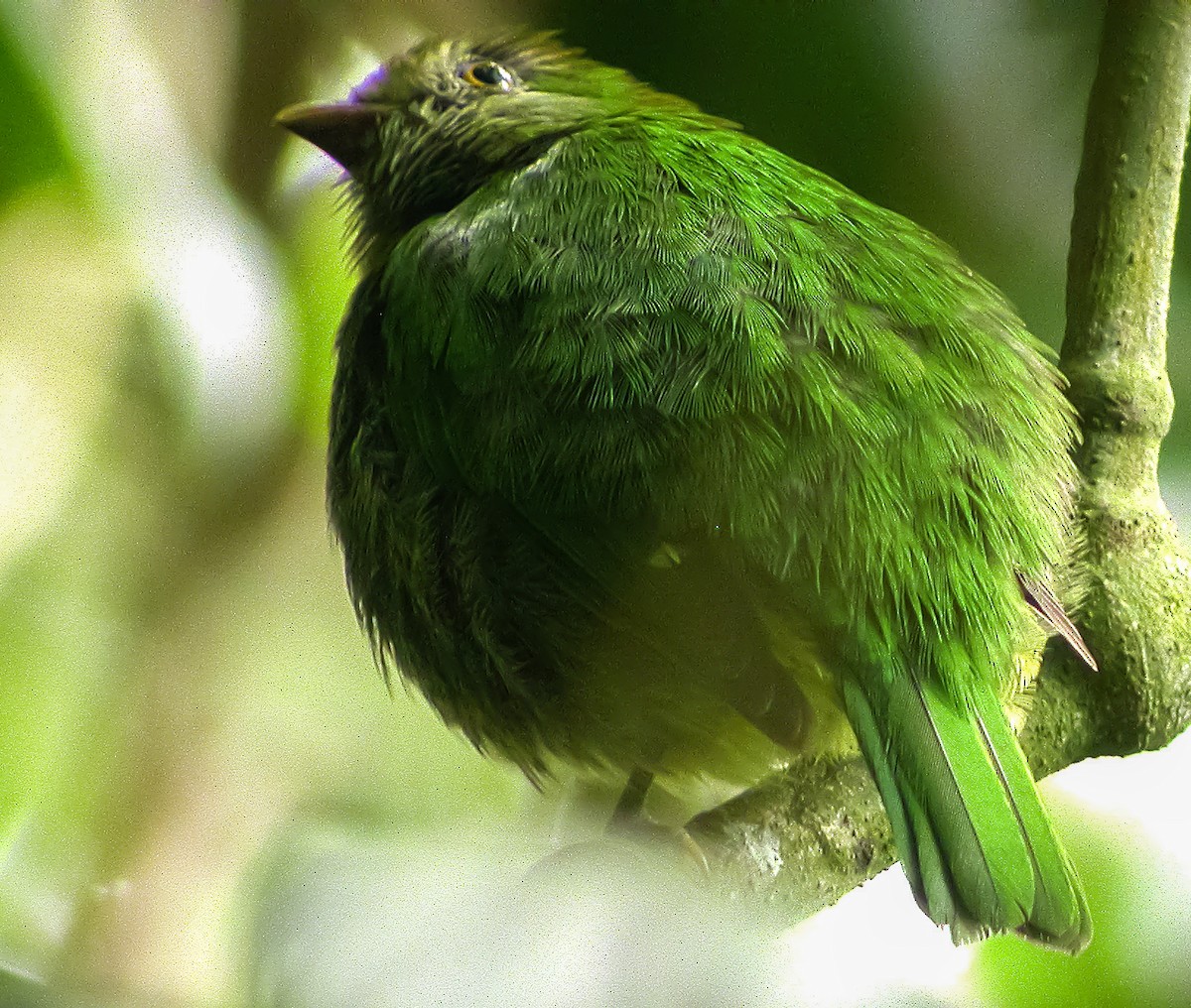 Cotinga magnifique - ML639643080