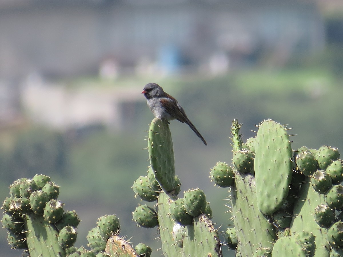 Black-chinned Sparrow - ML639643092