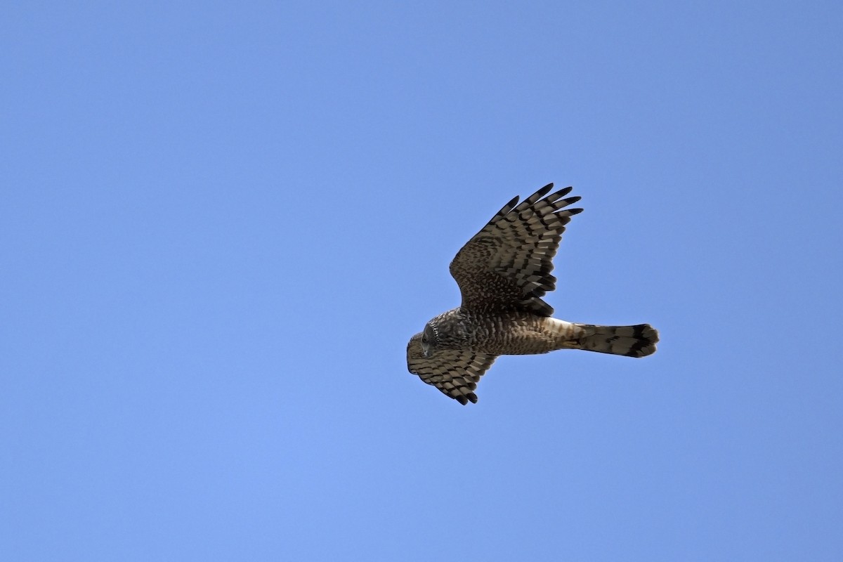 Cinereous Harrier - ML639643094