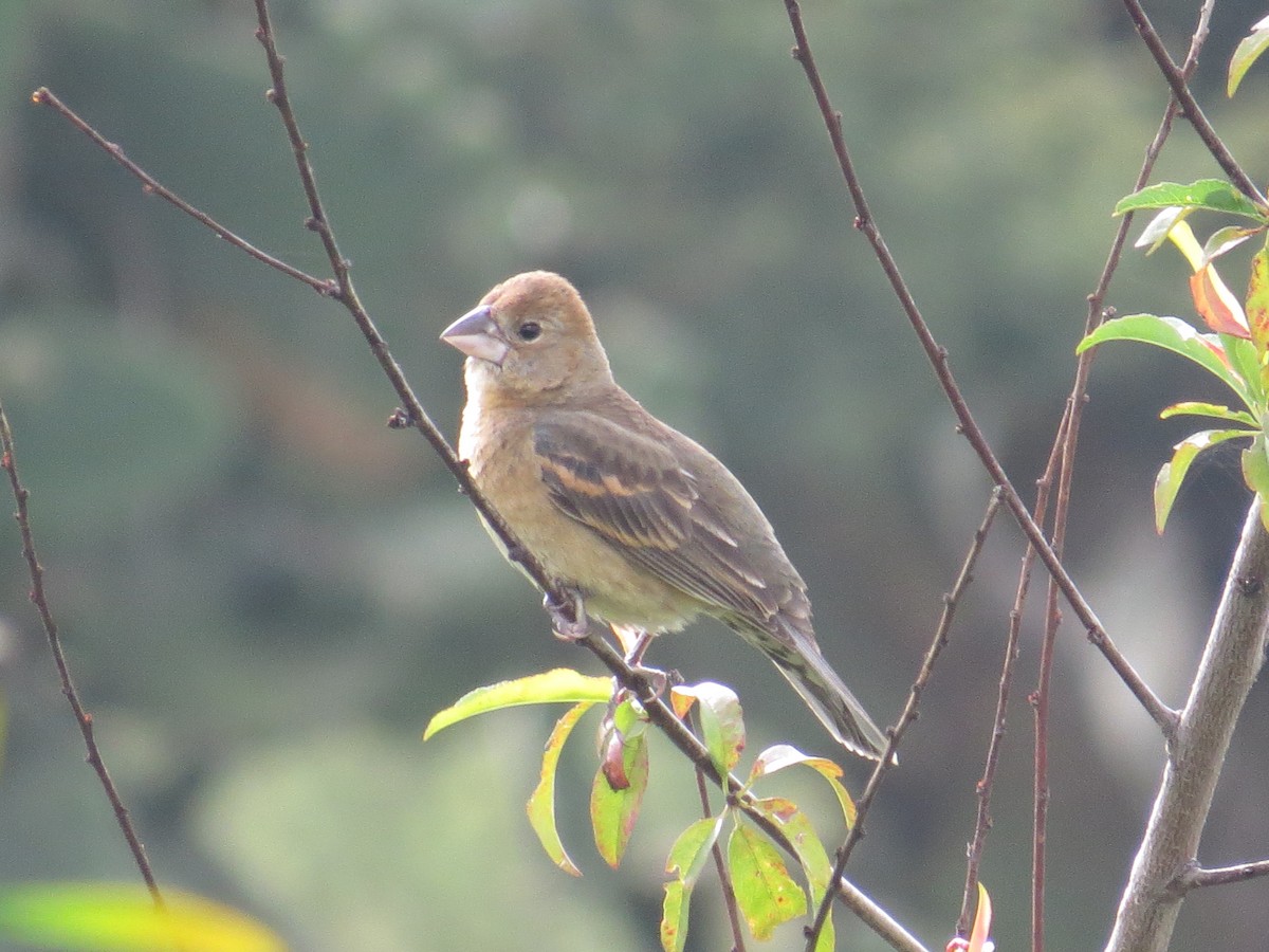 Blue Grosbeak - ML639643128
