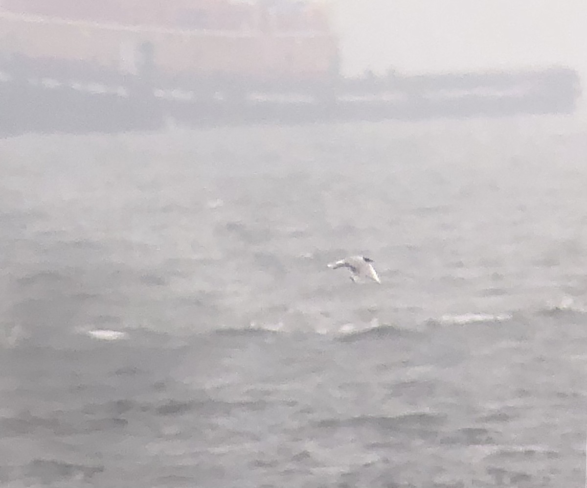 Bonaparte's Gull - ML639643144