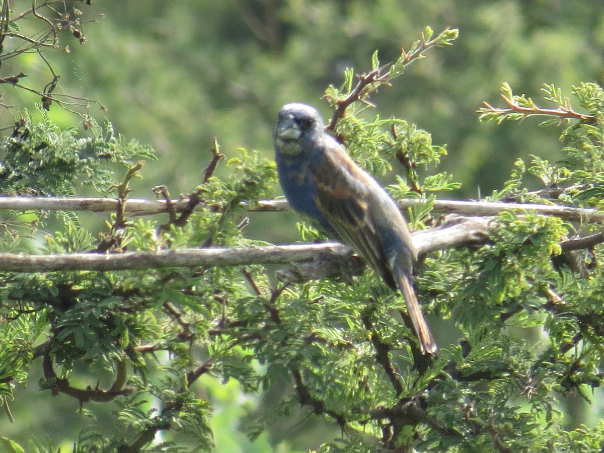 Blue Grosbeak - ML639643149