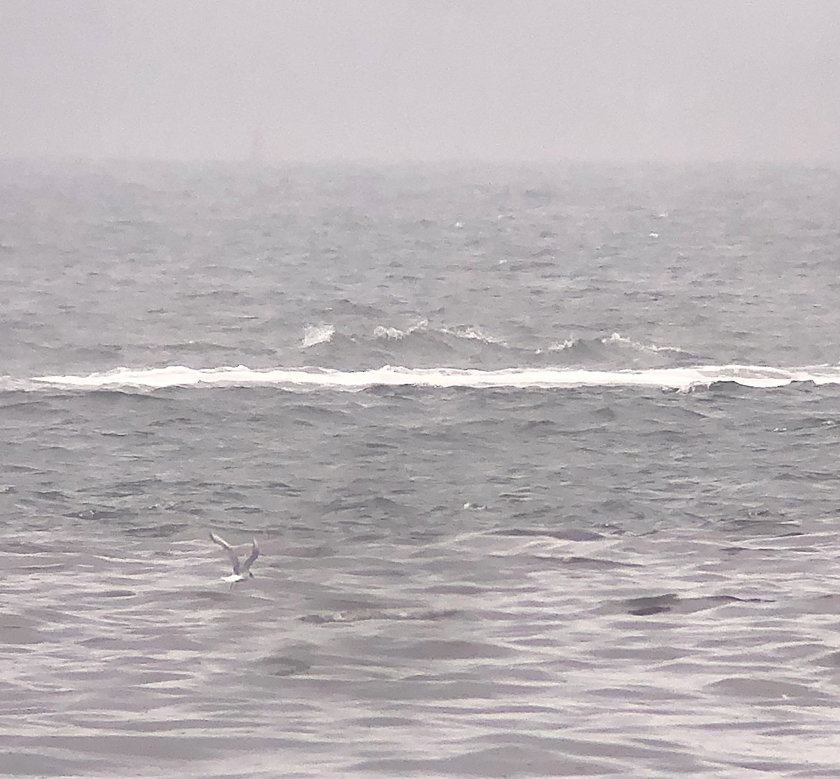 Bonaparte's Gull - ML639643150