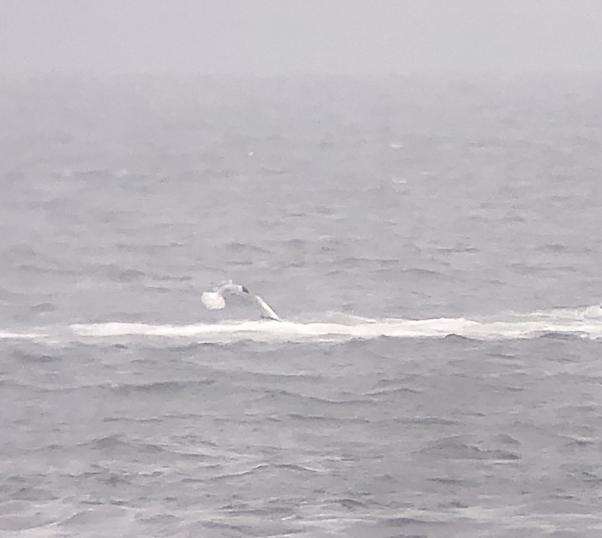 Bonaparte's Gull - ML639643158